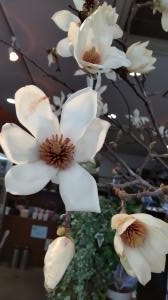 白木蓮が咲きました
