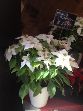 SUNTORY花鉢入荷｜「京成フラワー」　（千葉県習志野市の花キューピット加盟店 花屋）のブログ