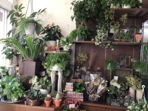 観葉植物入荷しています|「京成フラワー」　（千葉県習志野市の花屋）のブログ